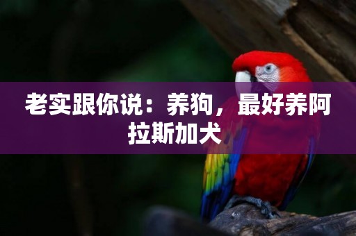 老實跟你說：養狗，最好養阿拉斯加犬 