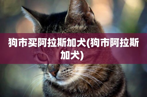 狗市買阿拉斯加犬(狗市阿拉斯加犬) 