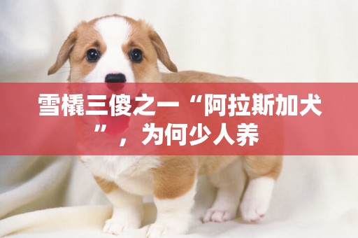 雪橇三傻之一“阿拉斯加犬”，為何少人養 