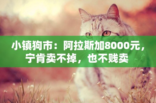 小鎮狗市：阿拉斯加8000元，寧肯賣不掉，也不賤賣 