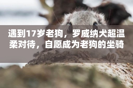 遇到17歲老狗，羅威納犬超溫柔對待，自愿成為老狗的坐騎 