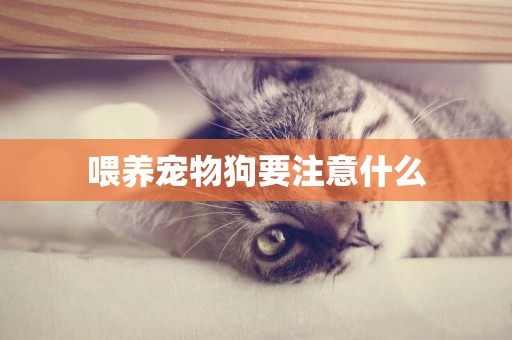 喂養寵物狗要注意什么