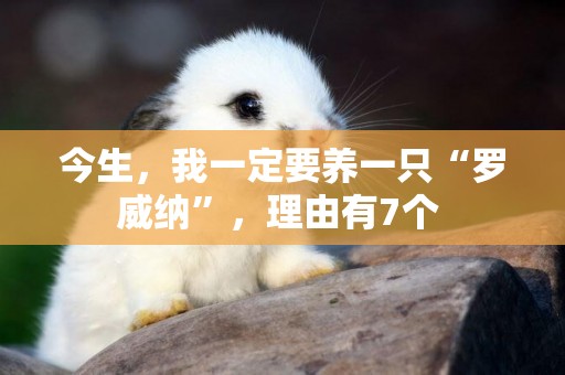 今生，我一定要養一只“羅威納”，理由有7個 