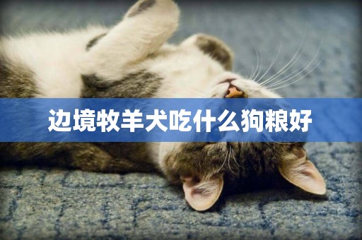 邊境牧羊犬吃什么狗糧好