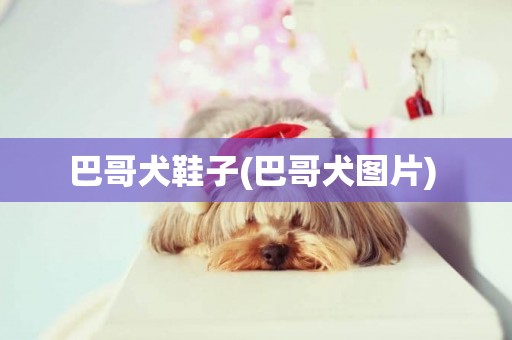 巴哥犬鞋子(巴哥犬圖片) 