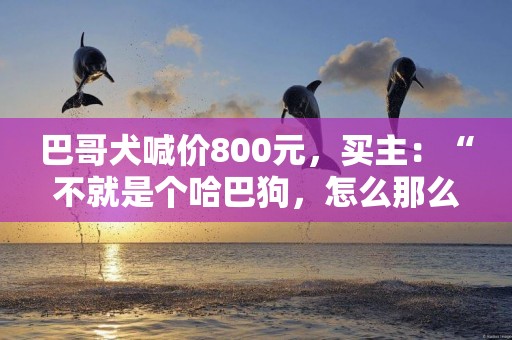 巴哥犬喊價800元，買主：“不就是個哈巴狗，怎么那么貴！” 