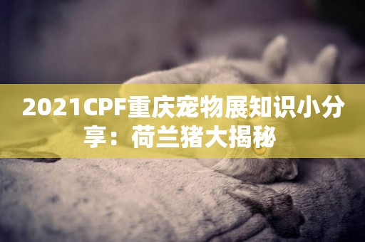 2021CPF重慶寵物展知識小分享：荷蘭豬大揭秘 