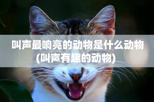 叫聲最響亮的動物是什么動物(叫聲有趣的動物) 