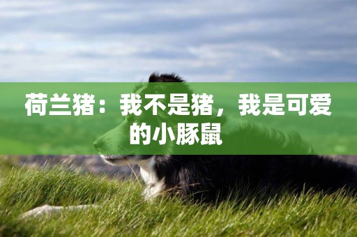 荷蘭豬：我不是豬，我是可愛的小豚鼠 