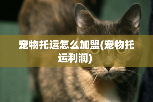 寵物托運怎么加盟(寵物托運利潤) 