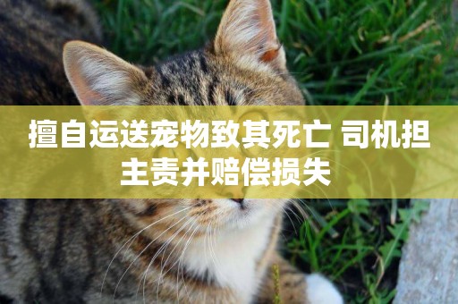 擅自運送寵物致其死亡 司機擔主責并賠償損失 