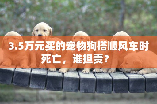 3.5萬元買的寵物狗搭順風車時死亡，誰擔責？ 