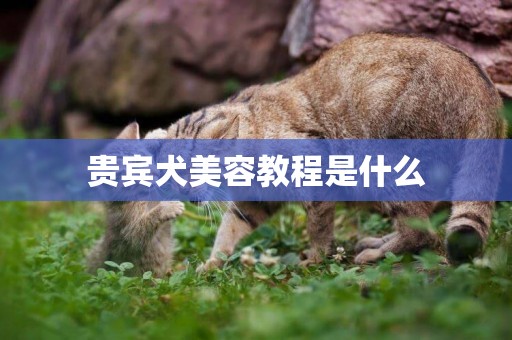 貴賓犬美容教程是什么