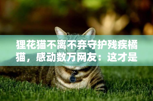 貍花貓不離不棄守護殘疾橘貓，感動數萬網友：這才是真情 