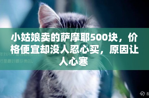 小姑娘賣的薩摩耶500塊，價格便宜卻沒人忍心買，原因讓人心寒 