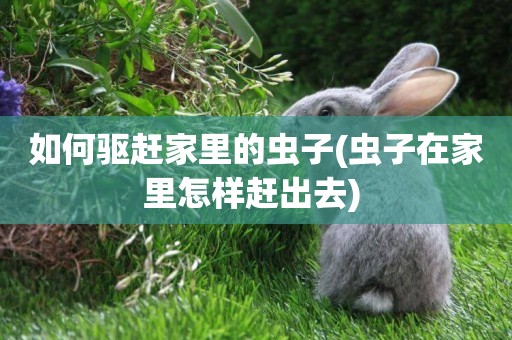 如何驅趕家里的蟲子(蟲子在家里怎樣趕出去) 