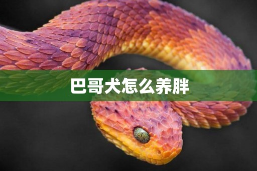 巴哥犬怎么養胖