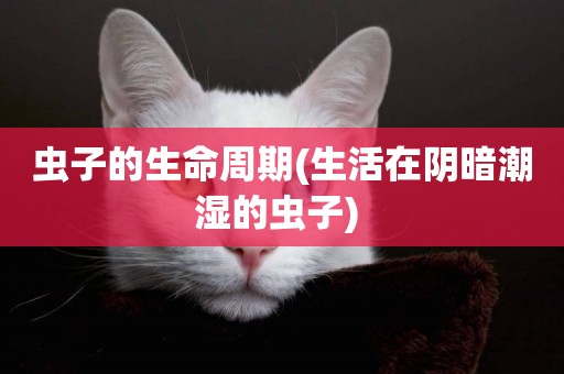 蟲子的生命周期(生活在陰暗潮濕的蟲子) 