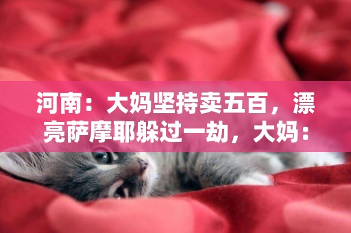 河南：大媽堅持賣五百，漂亮薩摩耶躲過一劫，大媽：不要，還喂著 