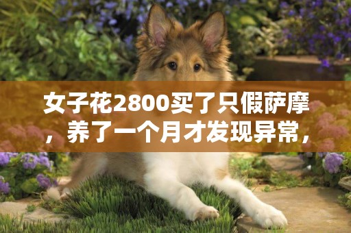 女子花2800買了只假薩摩，養了一個月才發現異常，男友笑壞了 