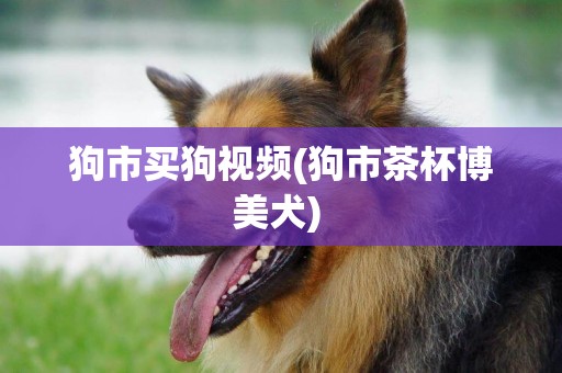 狗市買狗視頻(狗市茶杯博美犬) 