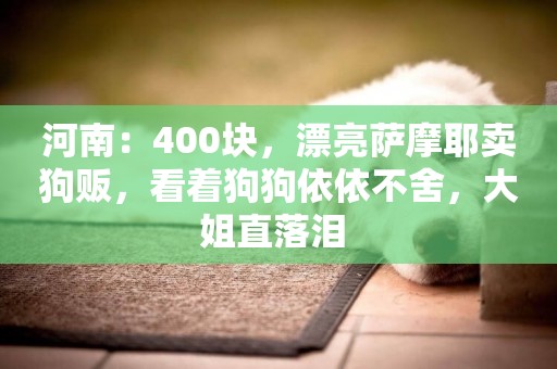河南：400塊，漂亮薩摩耶賣狗販，看著狗狗依依不舍，大姐直落淚 