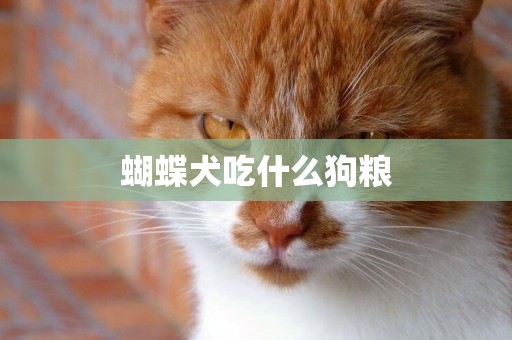 蝴蝶犬吃什么狗糧