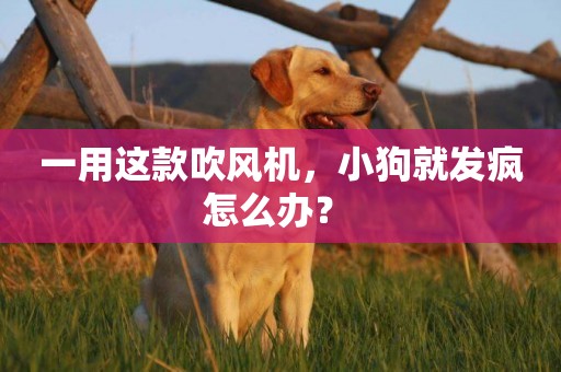 一用這款吹風機，小狗就發瘋怎么辦？ 