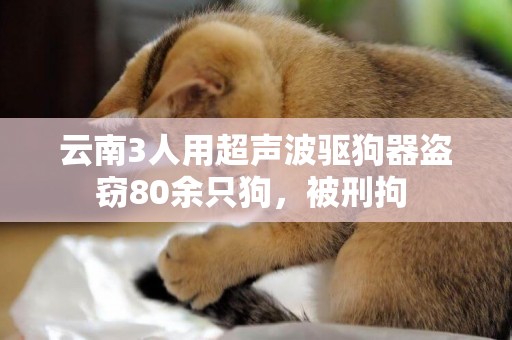 云南3人用超聲波驅狗器盜竊80余只狗，被刑拘 
