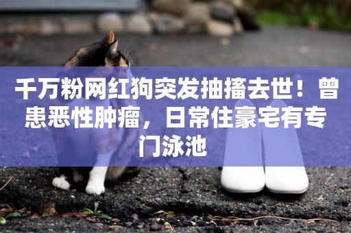 千萬粉網紅狗突發抽搐去世！曾患惡性腫瘤，日常住豪宅有專門泳池 