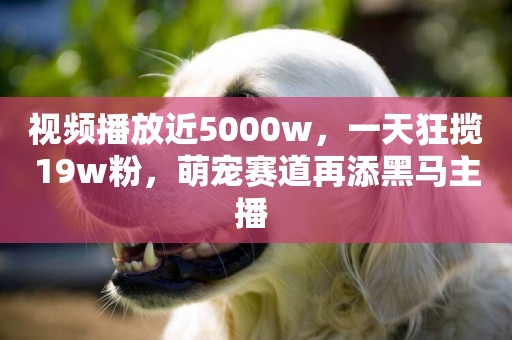 視頻播放近5000w，一天狂攬19w粉，萌寵賽道再添黑馬主播 