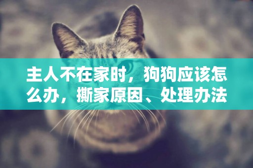主人不在家時，狗狗應該怎么辦，撕家原因、處理辦法，一次講清楚 