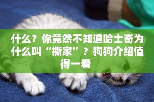 什么？你竟然不知道哈士奇為什么叫“撕家”？狗狗介紹值得一看 