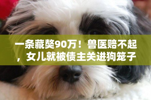 一條藏獒90萬！獸醫賠不起，女兒就被債主關進狗籠子，人性電影 