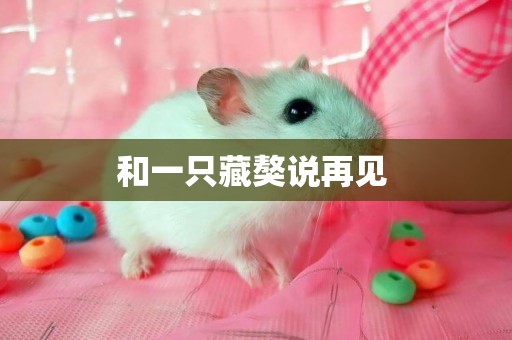 和一只藏獒說再見 