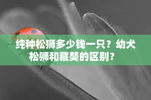 純種松獅多少錢一只？幼犬松獅和藏獒的區別？ 