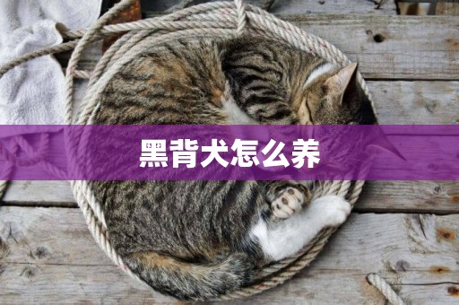 黑背犬怎么養