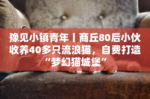 豫見小鎮青年丨商丘80后小伙收養40多只流浪貓，自費打造“夢幻貓城堡” 