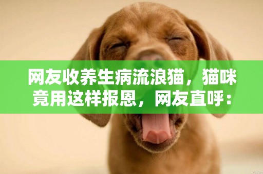 網友收養生病流浪貓，貓咪竟用這樣報恩，網友直呼：也太溫暖了吧 