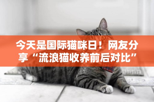 今天是國際貓咪日！網友分享“流浪貓收養前后對比”，太有愛了 