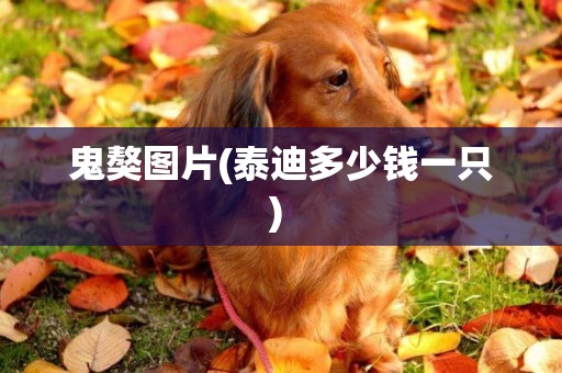 鬼獒圖片(泰迪多少錢一只) 