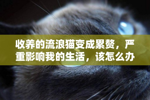收養的流浪貓變成累贅，嚴重影響我的生活，該怎么辦？ 