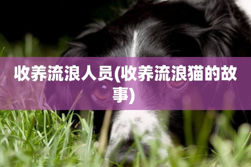 收養流浪人員(收養流浪貓的故事) 