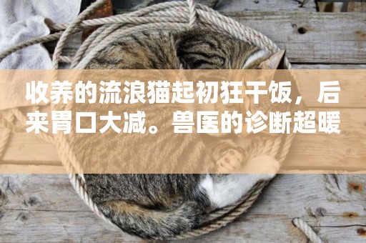 收養的流浪貓起初狂干飯，后來胃口大減。獸醫的診斷超暖 