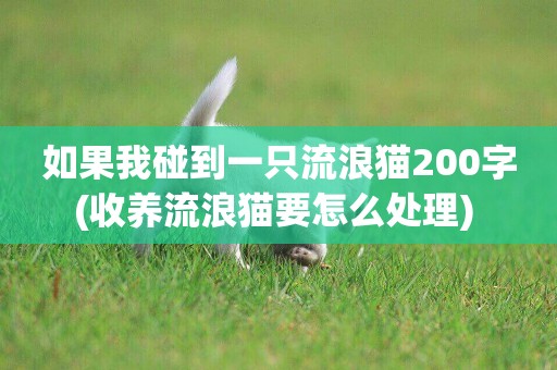 如果我碰到一只流浪貓200字(收養流浪貓要怎么處理) 