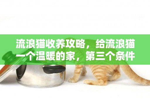 流浪貓收養攻略，給流浪貓一個溫暖的家，第三個條件劃重點 