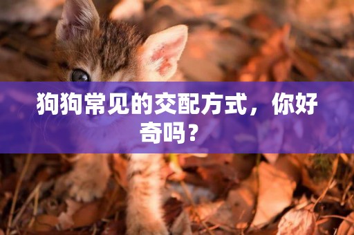 狗狗常見的交配方式，你好奇嗎？ 