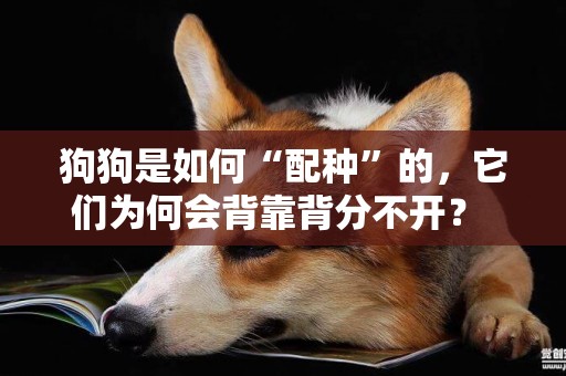 狗狗是如何“配種”的，它們為何會背靠背分不開？ 