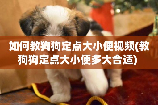 如何教狗狗定點大小便視頻(教狗狗定點大小便多大合適) 