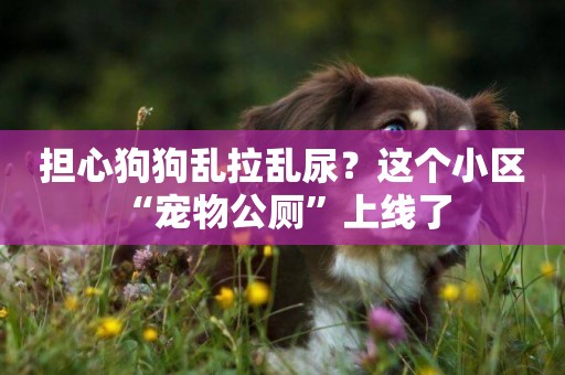 擔心狗狗亂拉亂尿？這個小區“寵物公廁”上線了 